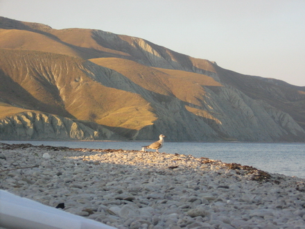 Баклан. Феодосия