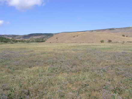 Field