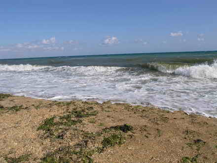 Seaweed washed up by storm