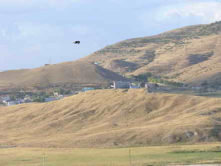 The bird circled