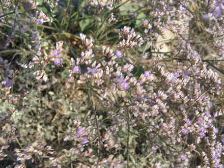Blooming Tree