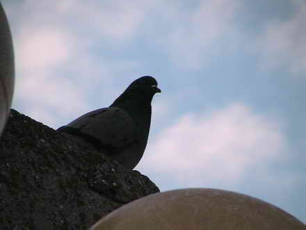 Pigeon