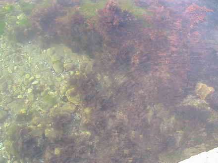 Algae