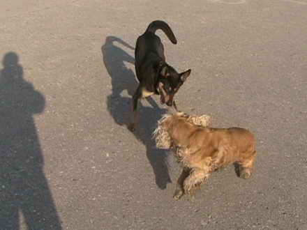 Dogs on the waterfront