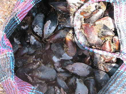Fresh mussels