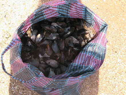 Mussels