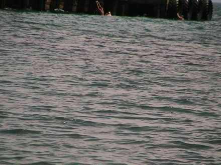 Divers at sea