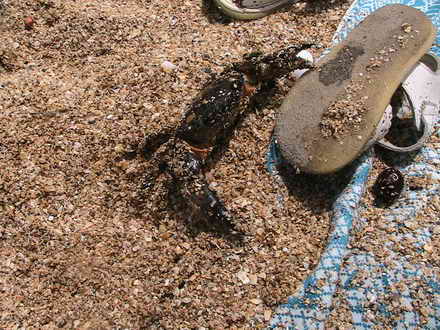 Crab on the beach