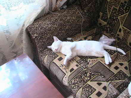 Apartment, the cat is attached