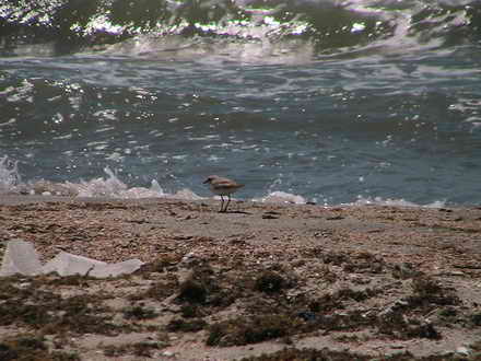 Wonder bird is not afraid of a tsunami