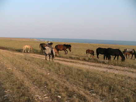 Horses on the background of the sea