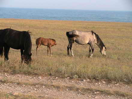 Connie western Crimea