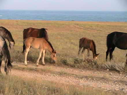 Herd of horses Tarkhankut