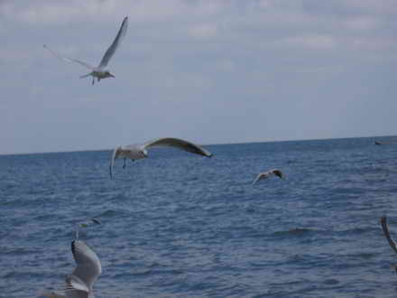 Now a seagull steal food in swans
