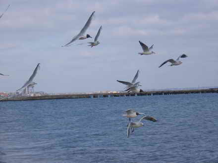 Seagulls plow expanses of sky