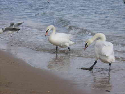 Swan ready to repel an insolent gulls