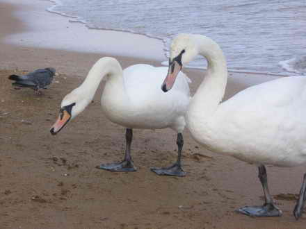 Swans in winter