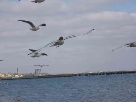 Sea hawks
