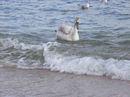 Swan looks for food