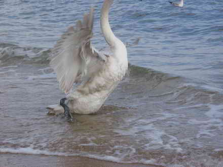 Now going to fly