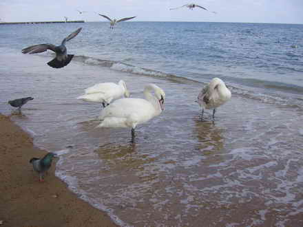 Pigeons attack