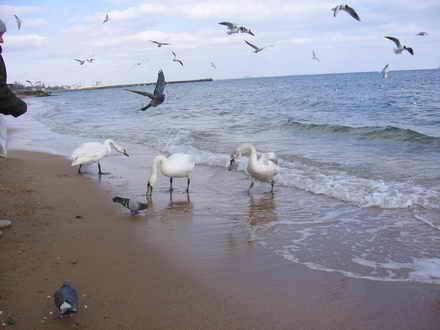 Swans, gulls, pigeons
