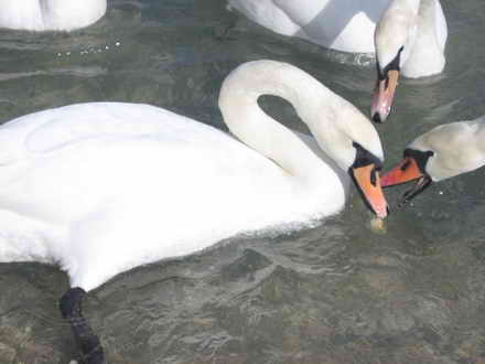 The fight for the last piece