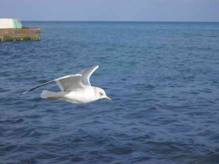 Flying over the blue sea