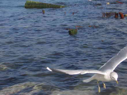 Seagull hunting