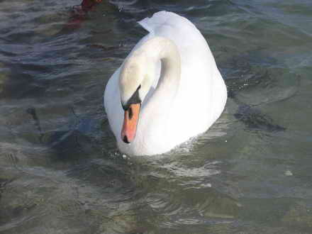 Confused by swan