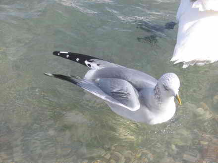 Seagull