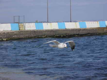 Flying seagulls