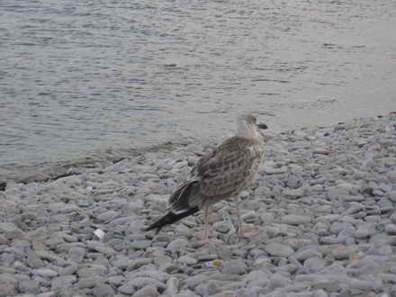 Seagull pretends not to wait