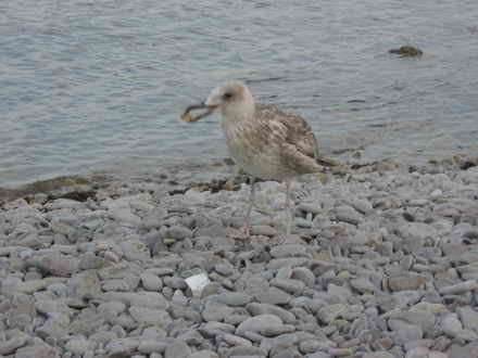 Cormorant Bay in Dvuyakornaya