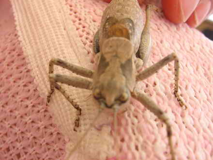 Insect attacks!