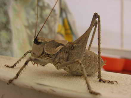 Grasshopper