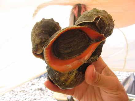 Rapana