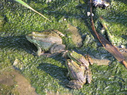 Frogs