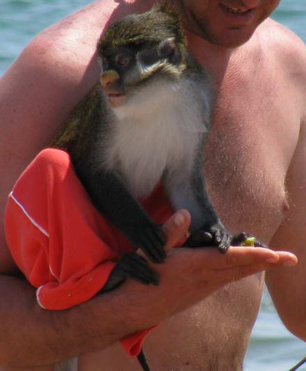 I wanna a monkey. Photographed?