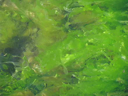 laminaria