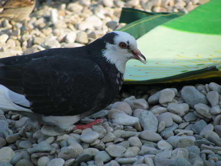 The point in its beak