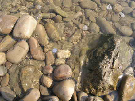 Slippery entrance to the sea