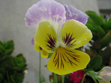 Koktebel pansy