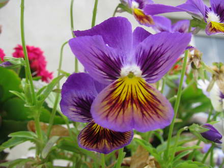 Pansy