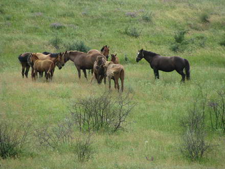 Horses in the village of Koktebel