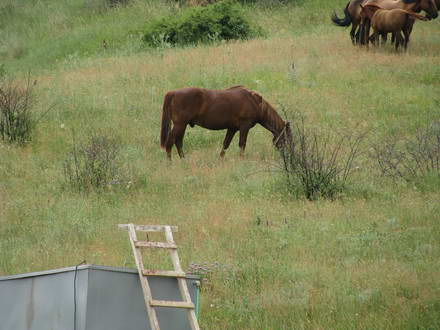 The horse in the reserve Karadag