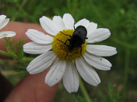 Chamomile
