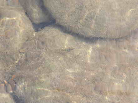 Shrimp can be eaten raw