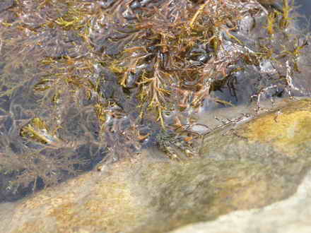 Sea grass