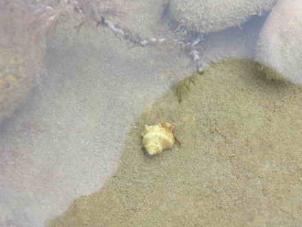 Conch into the sea